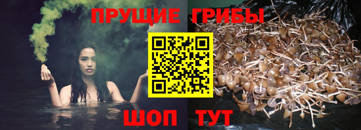 Псилоцибиновые грибы мицелий  Псилоцибиновые грибы Cubensis  Томск  Вход с VPN 